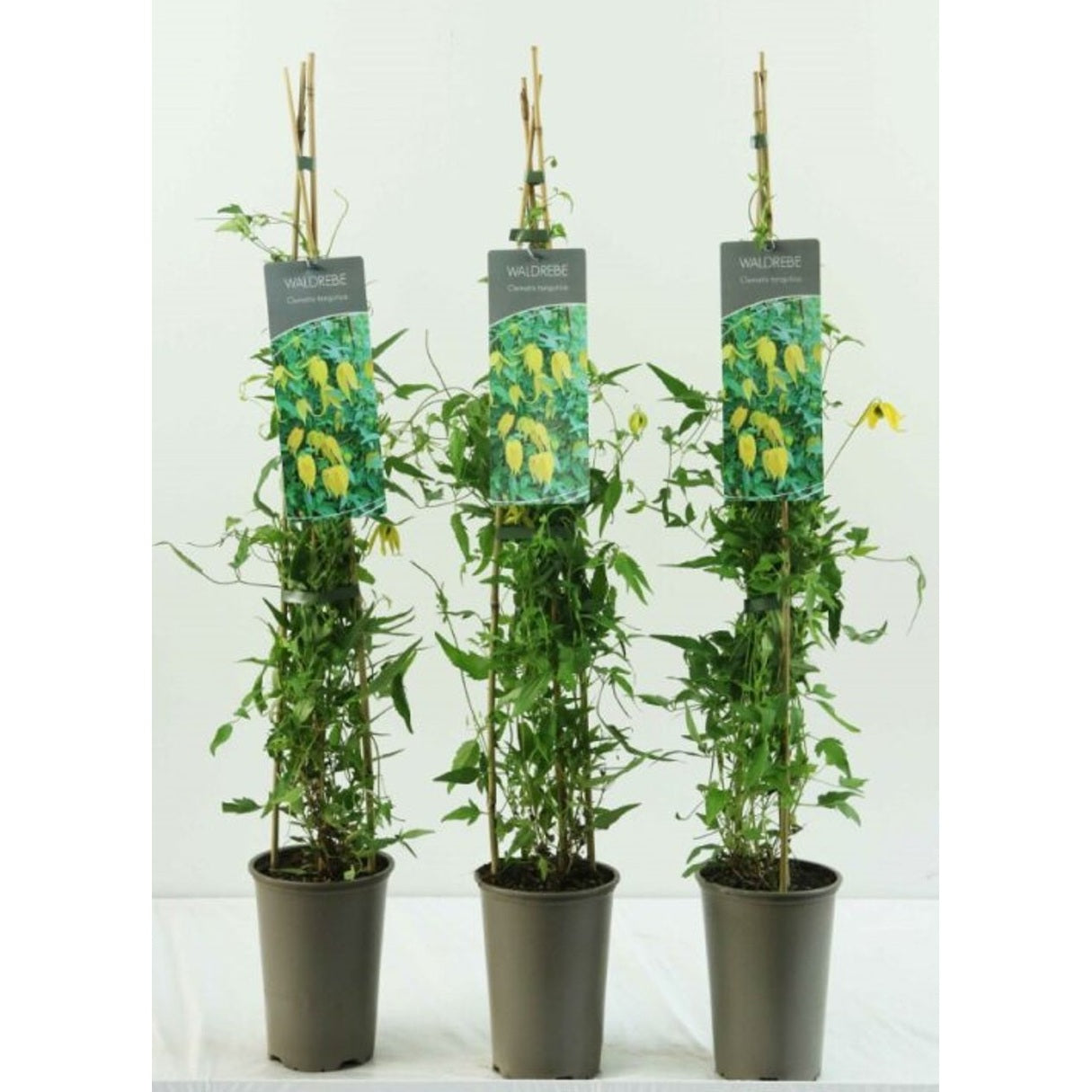 Klematis – Clematis tangutica - C2 60-80 CM Stick